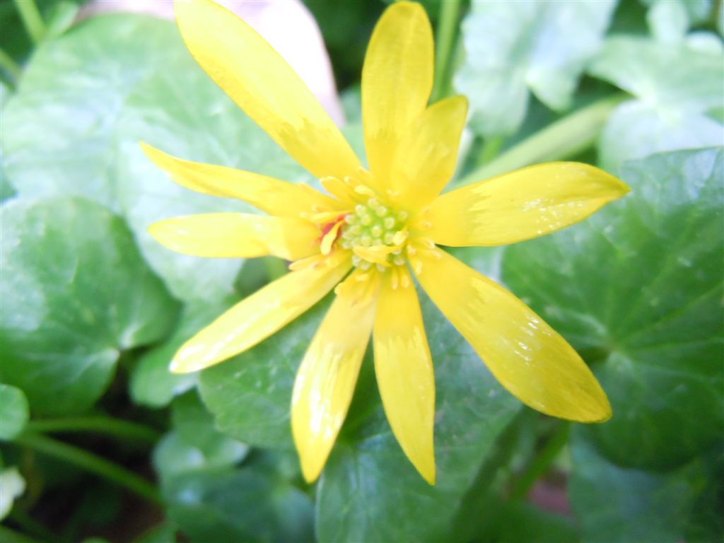 Ranunculus ficaria (non asteracea)...